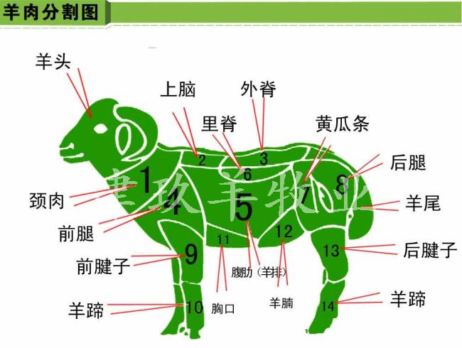 宁夏盐池滩羊部位分解